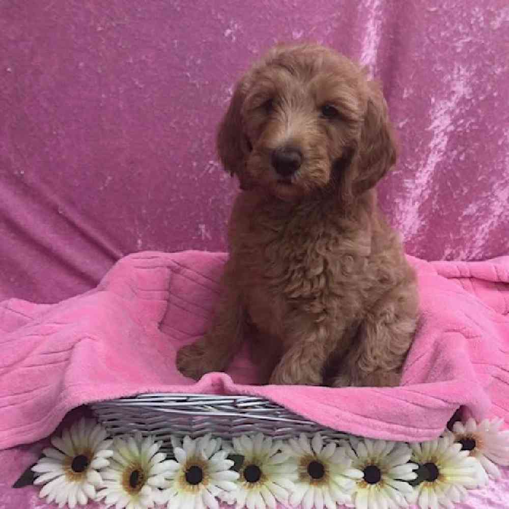 Female Golden Retriever/ Poodle Puppy for Sale in OMAHA, NE