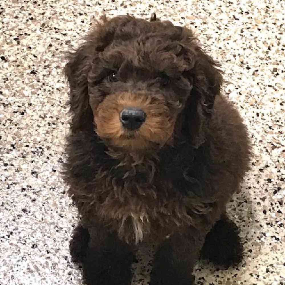 Male Soft Coated Wheaten Terrier/ Poodle Puppy for Sale in OMAHA, NE