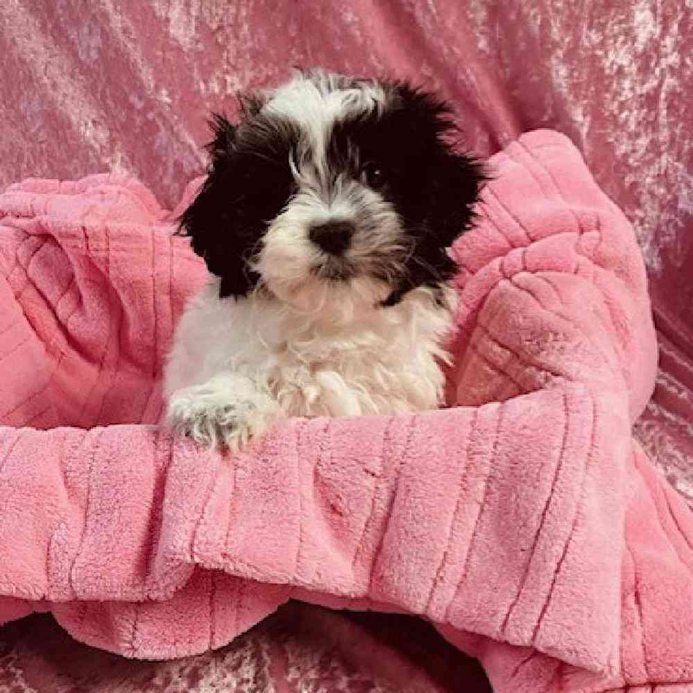 Female Shih tzu / Maltese / Poodle Puppy for sale