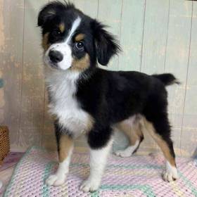 Miniature Australian Shepherd