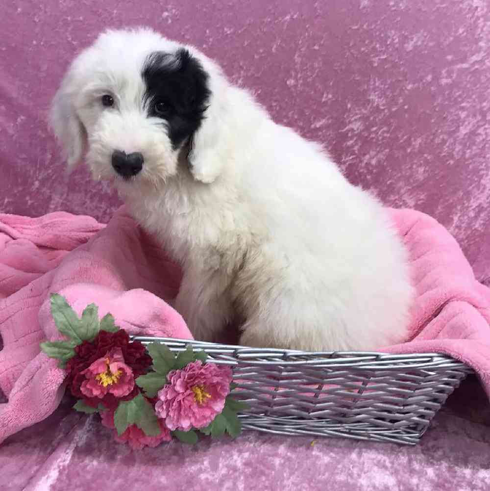 Female Old English Sheepdog/Poodle Puppy for Sale in OMAHA, NE