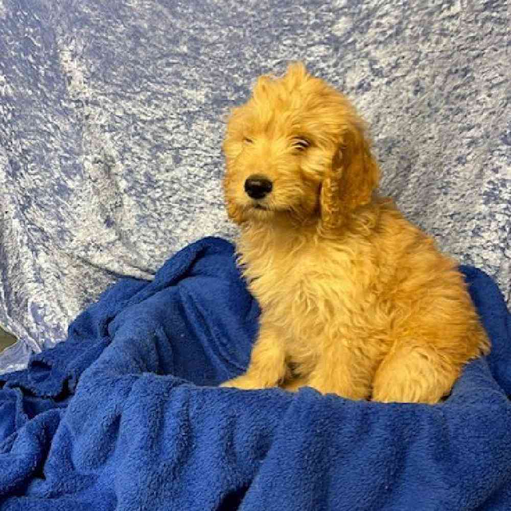 Male Golden Retriever/ Poodle Puppy for sale