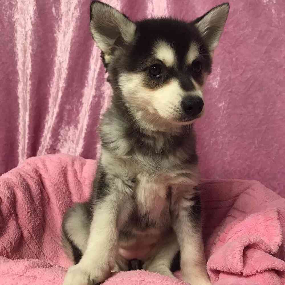 Klee Kai Puppies For Sale  Available in Phoenix & Tucson, AZ