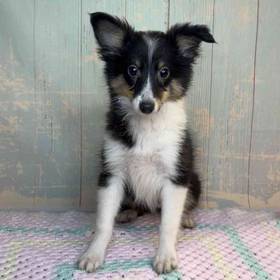 Shetland Sheepdog