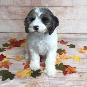 Cocker Spaniel/Poodle
