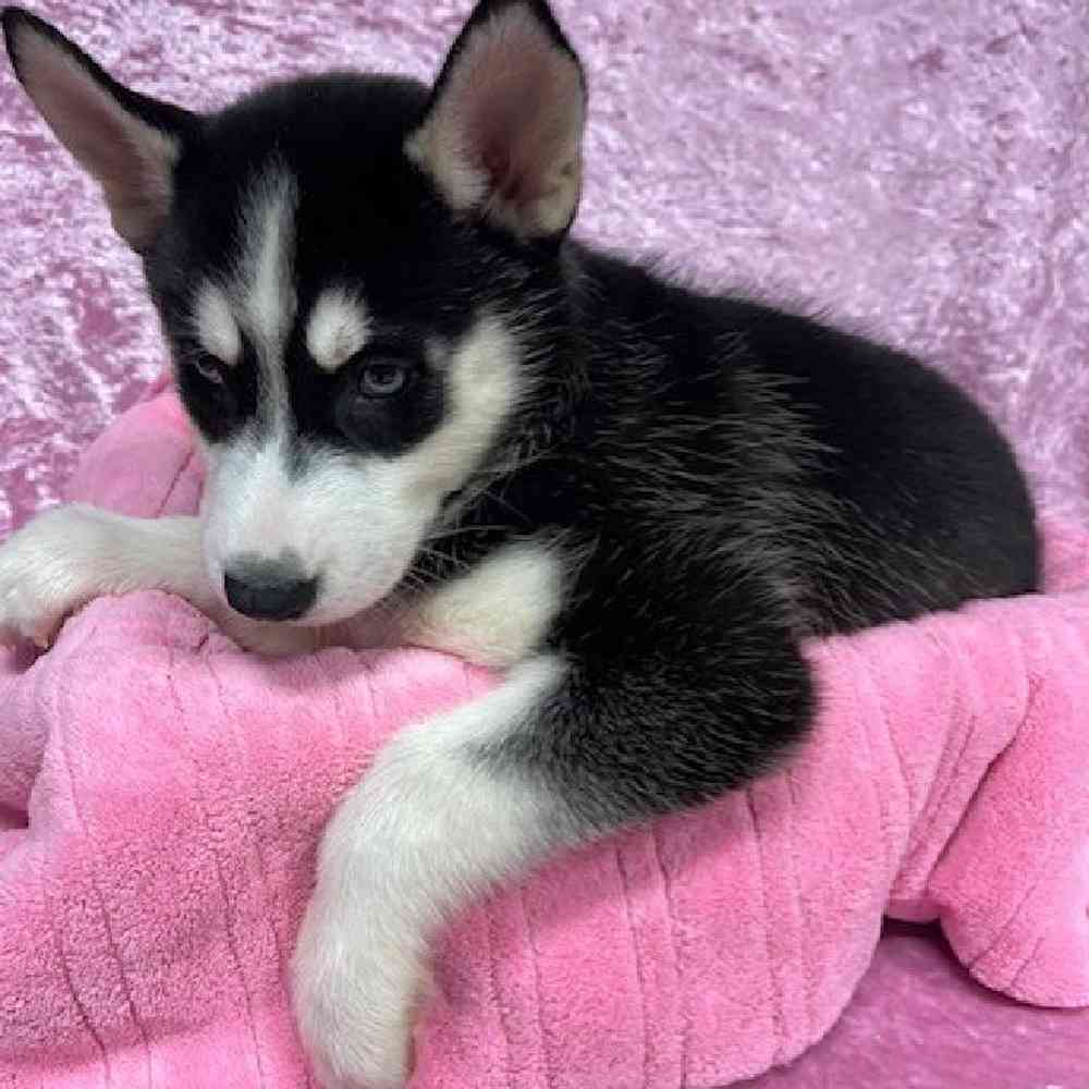 Female Siberian Husky Puppy for sale