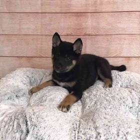 Shiba Inu