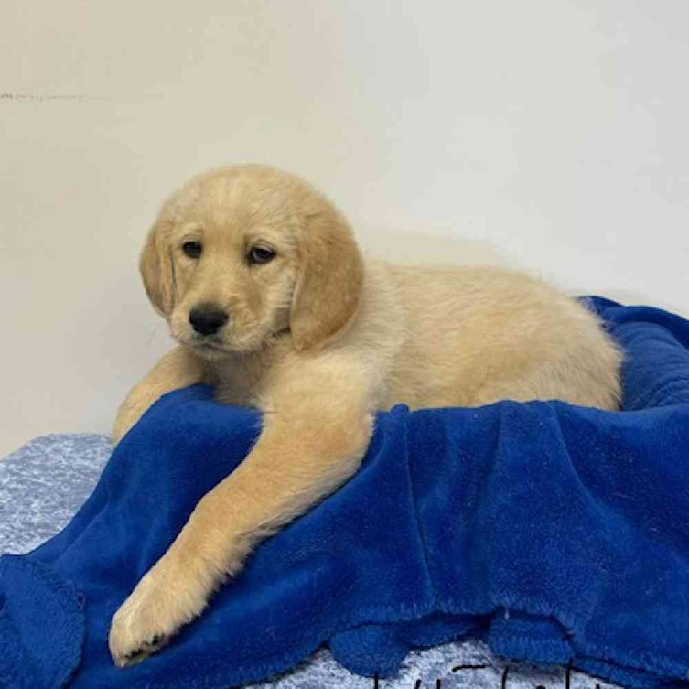 Male Labrador Retriever/ Poodle Puppy for sale