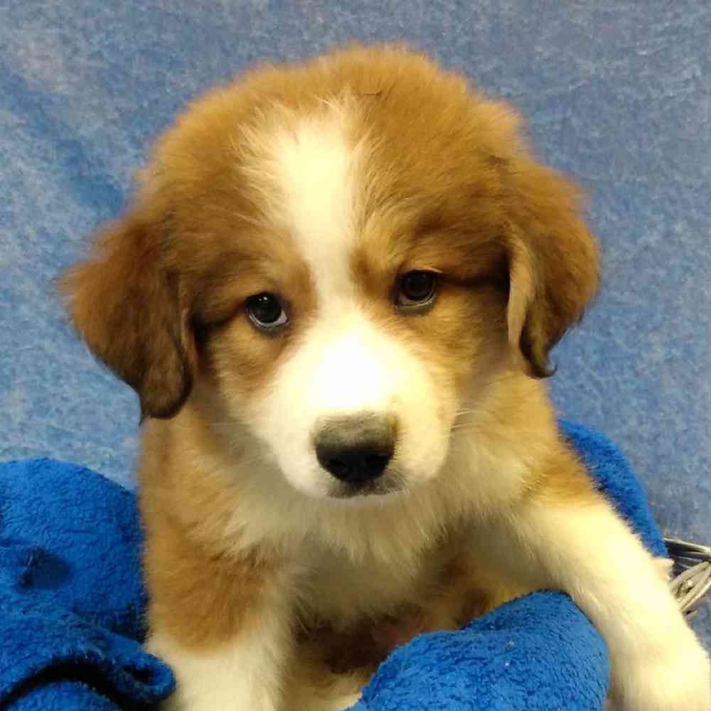 Male Great Pyrenees/ Bernese Mountain Dog Puppy for sale