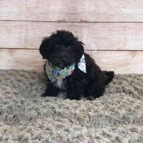 Havanese/Poodle