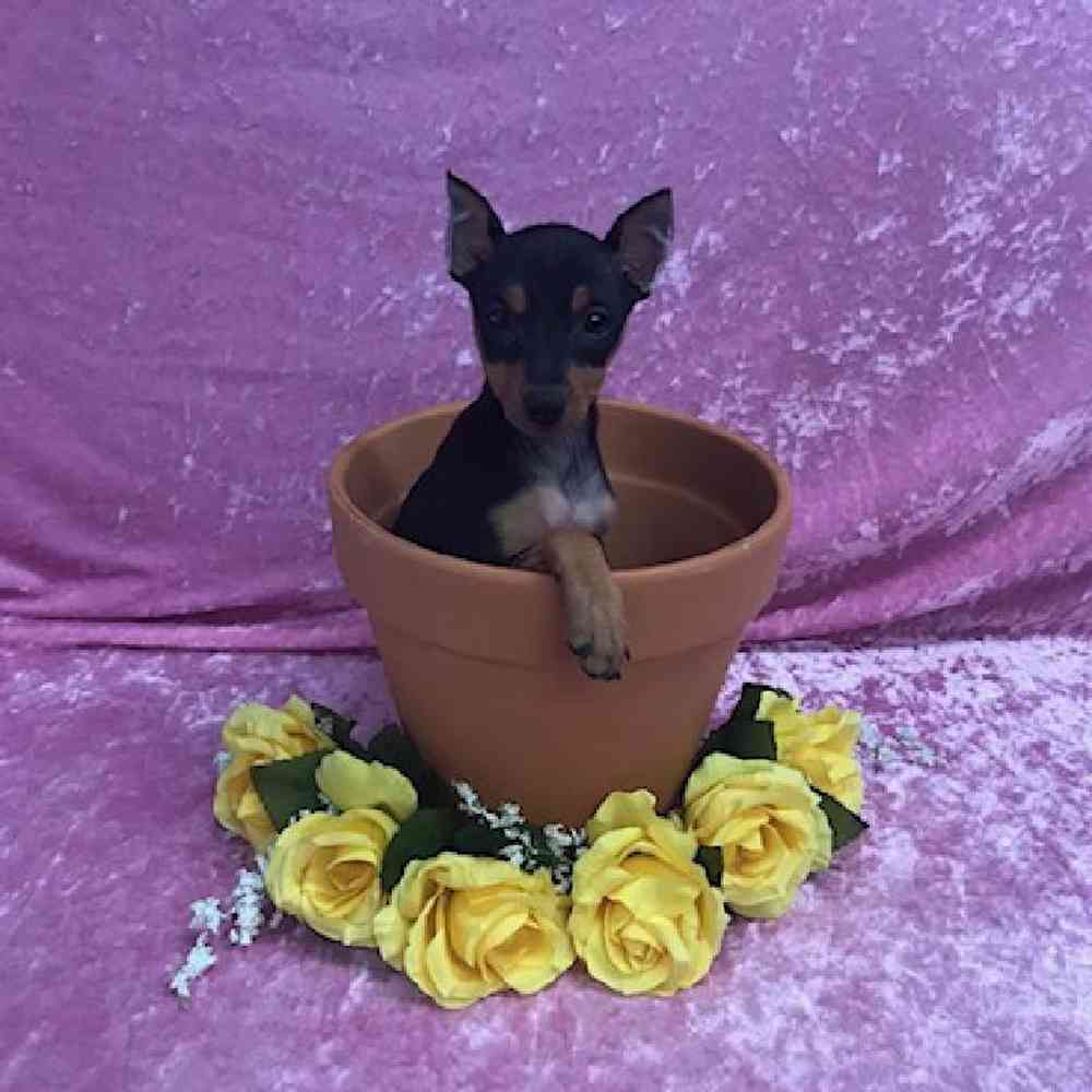 Female Miniature Pinscher Puppy for Sale in OMAHA, NE